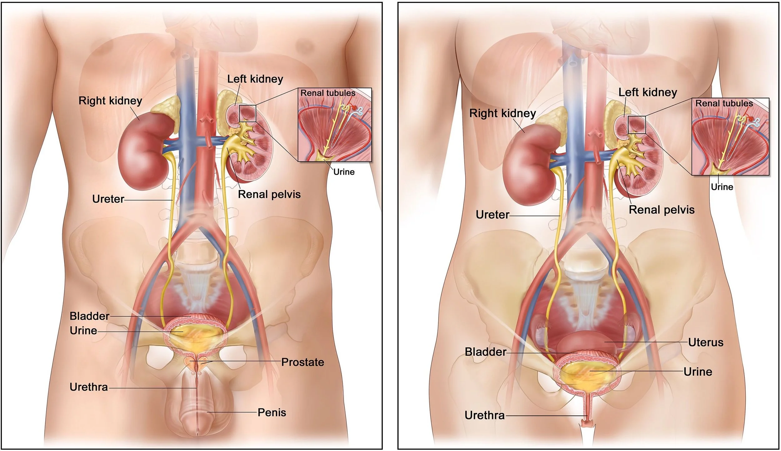 The male and female urinary tract.